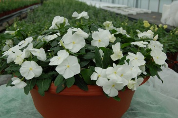 Катарантус розовый ампельный (Vinca rosea)