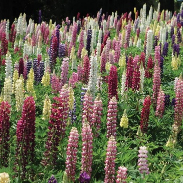 Люпин многолистный (Lupinus polyphyllus)