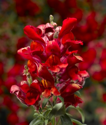 Львиный зев (Антирринум) большой (Antirrhinum majus)