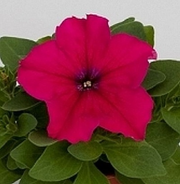 Петуния многоцветковая (генетически компактная) (Petunia multiflora)