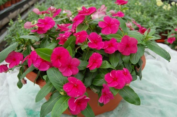 Катарантус розовый ампельный (Vinca rosea)