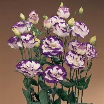 Лизиантус (Эустома) крупноцветковый (Lisianthus grandiflorum)