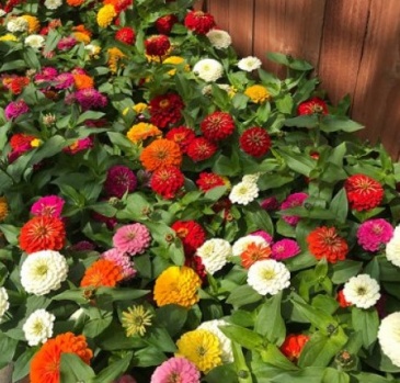 Цинния изящная (Zinnia elegans)