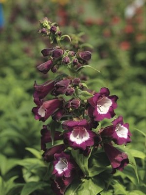 Пенстемон Хартвига (Penstemon hartwegii)