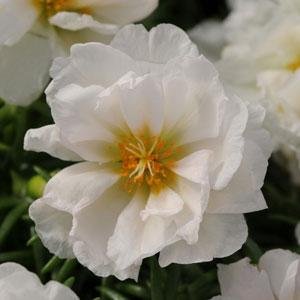 Портулак крупноцветковый (Portulaca grandiflora)
