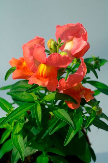 Львиный зев (Антирринум) большой (Antirrhinum majus)
