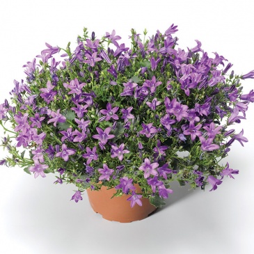 Колокольчик Портеншлага (Campanula portenschlagiana)