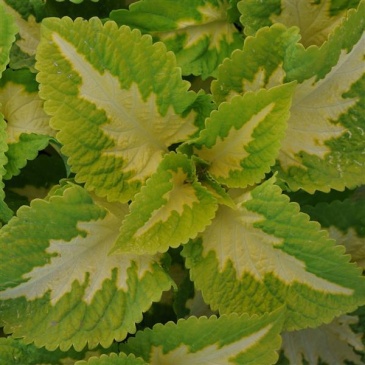 Колеус гибридный (Coleus х hybrida)