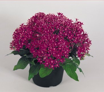 Пентас ланцетовидный (Pentas lanceolata)