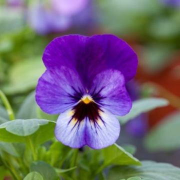 Виола рогатая (Viola cornuta)