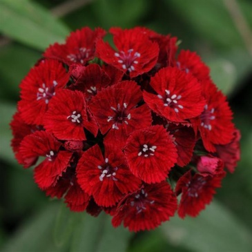 Гвоздика турецкая (Dianthus barbatus)