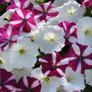 Петуния ампельная гибридная (Petunia х hybrida)