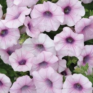 Петуния ампельная гибридная (Petunia х hybrida)