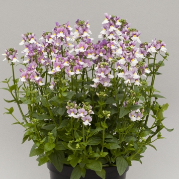 Немезия лазоревая (Nemesia foetens)