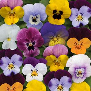 Виола рогатая (Viola cornuta)