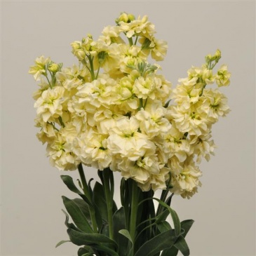 Левкой седой (Matthiola incana)