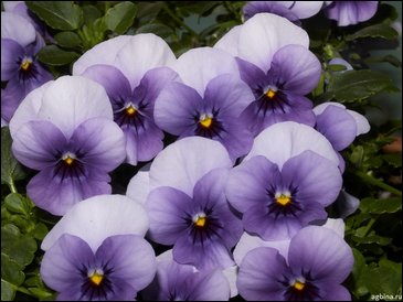 Виола рогатая (Viola cornuta)