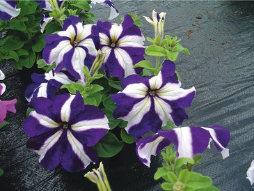 Петуния крупноцветковая (Petunia grandiflora)