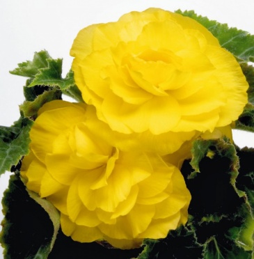 Бегония клубневая махровая многоцветковая (Begonia tuberhybrida multiflora)