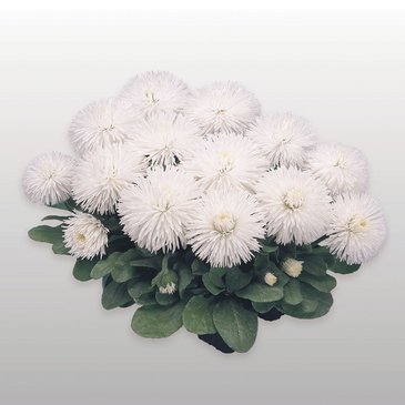 Маргаритка многолетняя (Bellis perennis)