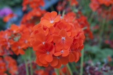 Герань (пеларгония зональная) (Pelargonium x hortorum)