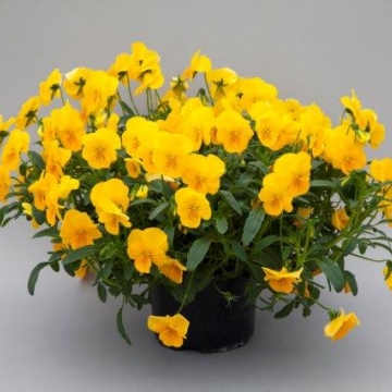 Виола виттрока ампельная (Viola x wittrockiana)