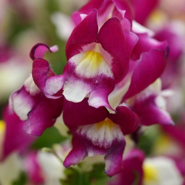 Львиный зев (Антирринум) большой (Antirrhinum majus)