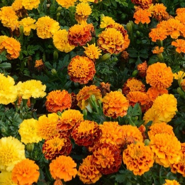 Бархатцы отклоненные (Tagetes patula) Бархатцы отклоненные (Tagetes patula)