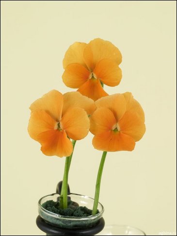 Виола рогатая (Viola cornuta)