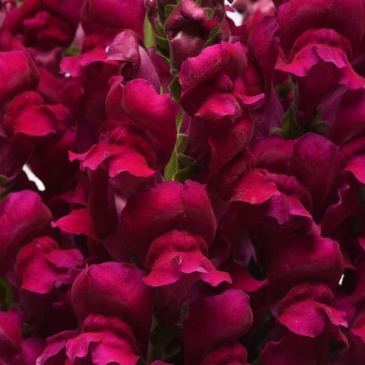 Львиный зев (Антирринум) большой (Antirrhinum majus)