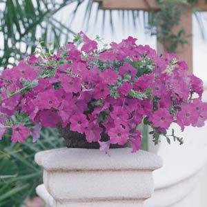 Петуния ампельная гибридная (Petunia х hybrida)