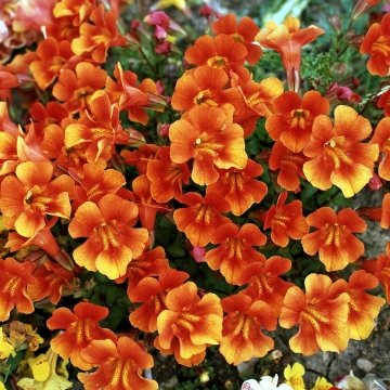 Губастик гибридный (Mimulus x hybrida)