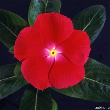Катарантус розовый (Vinca rosea)