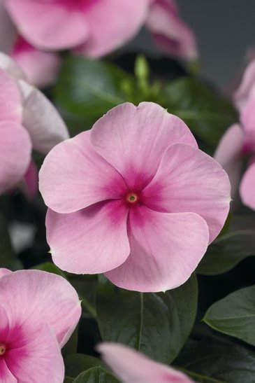 Катарантус розовый (Vinca rosea)