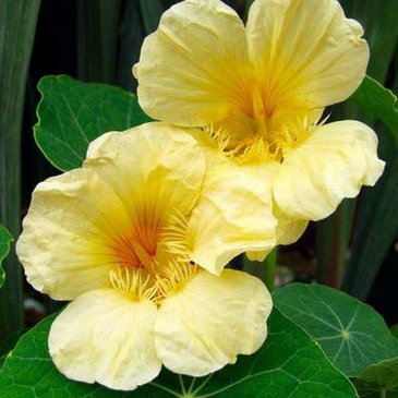 Настурция большая (Tropaeolum majus)