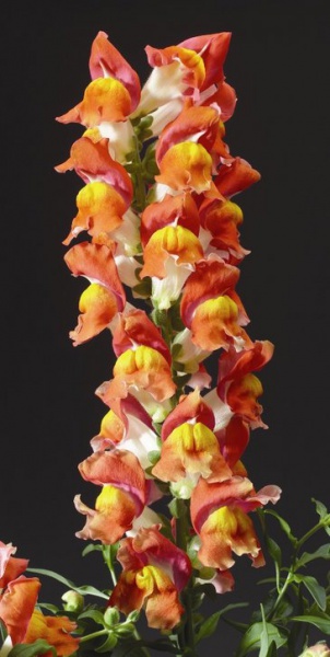 Львиный зев (Антирринум) большой (Antirrhinum majus)