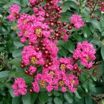Лагерстремия индийская (Lagerstroemia indica)
