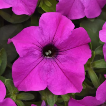 Петуния крупноцветковая (генетически компактная) (Petunia grandiflora)