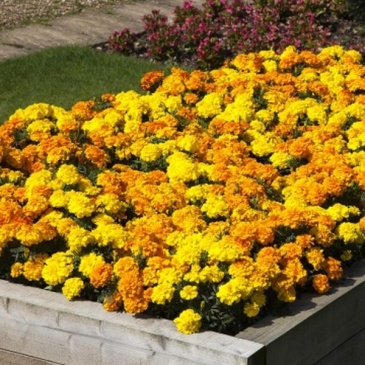 Бархатцы триплоидные (Tagetes patula x erecta)