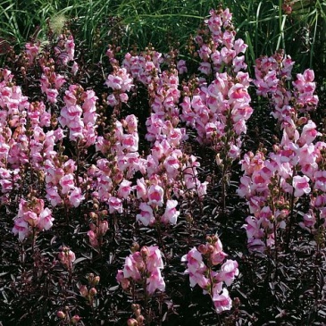 Львиный зев (Антирринум) большой (Antirrhinum majus)