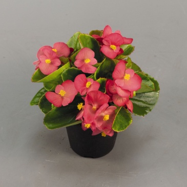 Бегония вечноцветущая (зеленая листва) (Begonia semperflorens)