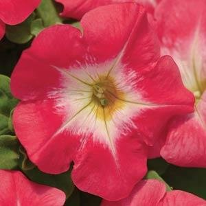 Петуния многоцветковая (Petunia multiflora)