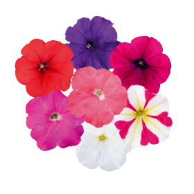 Петуния многоцветковая (генетически компактная) (Petunia multiflora)
