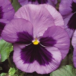 Виола виттрока (Viola wittrockiana)
