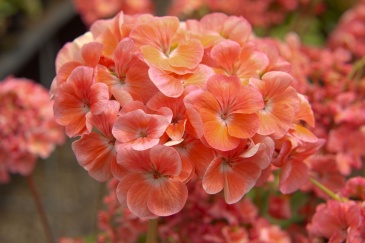Герань (пеларгония садовая) (Pelargonium x hortorum)