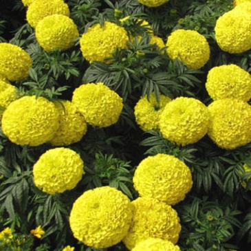 Бархатцы прямостоячие (Tagetes erecta)