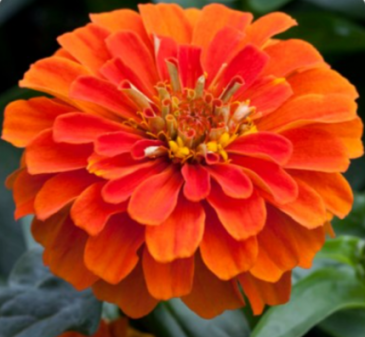 Цинния изящная (Zinnia elegans)