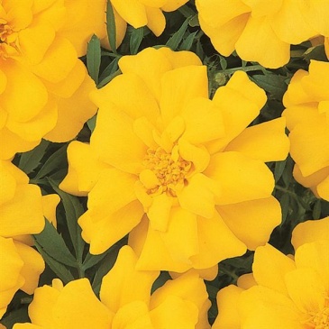 Бархатцы отклоненные (Tagetes patula) Бархатцы отклоненные (Tagetes patula)