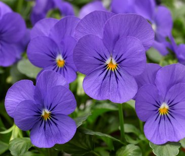 Виола рогатая (Viola cornuta)