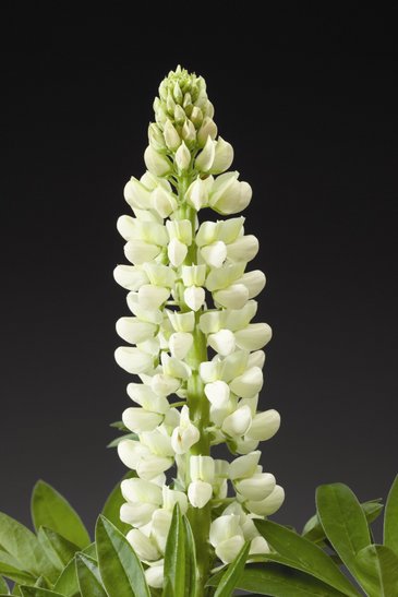 Наперстянка пурпурная (Digitalis purpurea)